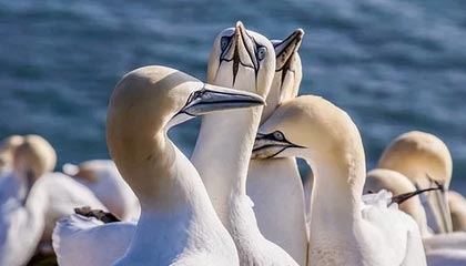 九游esports-法甲联赛迎来新一轮“转会热潮”，豪门动作频繁，法甲转会一览